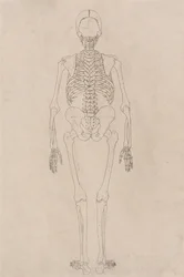 A Comparative Anatomical Exposition of the Structure of the Human Body with that of a Tiger and a Cow